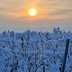 schneebedeckte Reben im Licht