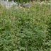 Bundesgartenschau_Mannheim