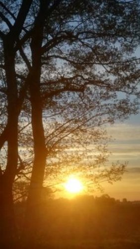 Sonne hinter Bäumen