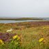 Loch_of_Harray, Schottland