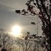 Wintersonne hinter Bäumen