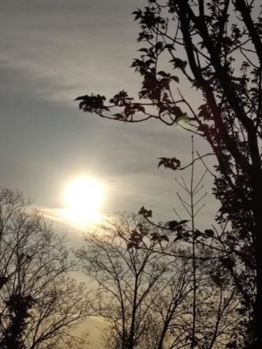 Wintersonne hinter Bäumen