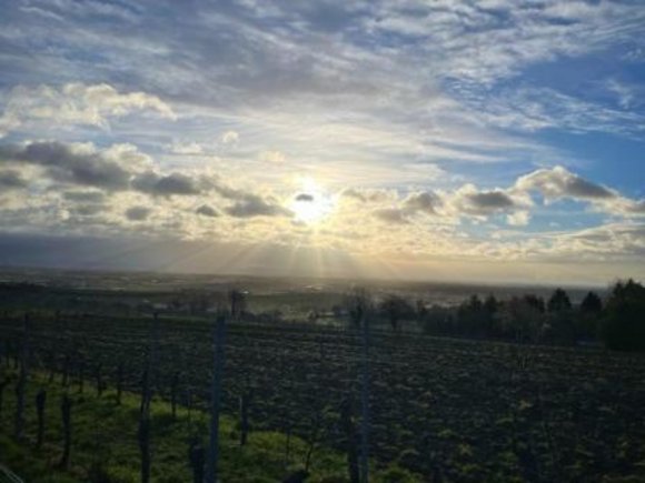 Sonne über Weinbergen