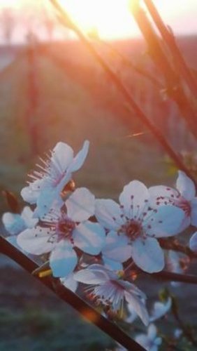 Blüten in der Sonne