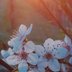 Blüten in der Sonne