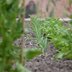 Bundesgartenschau_Mannheim
