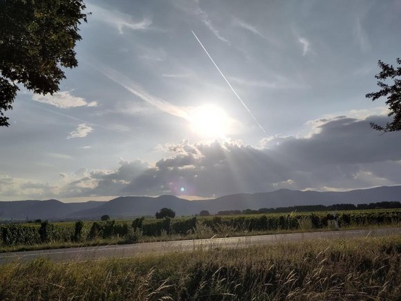 Sonne über den Weinbergen