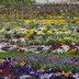Bundesgartenschau_Mannheim