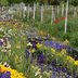 Bundesgartenschau_Mannheim