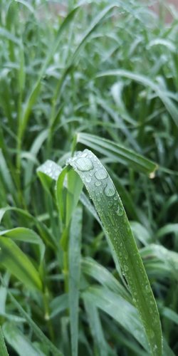 Regentropfen auf dem Grashalm