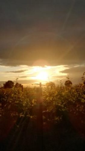 Reben im Sonnenlicht