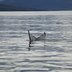 Whale_Watching