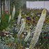 Bundesgartenschau_Mannheim