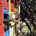 Schwarze_Bienen_auf_Hallig_Süderog