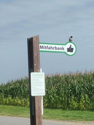 Schwalbe_sucht_Mitfahrgelegenheit