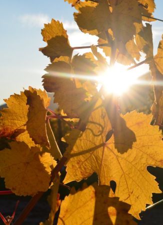 Licht hinter Weinblättern