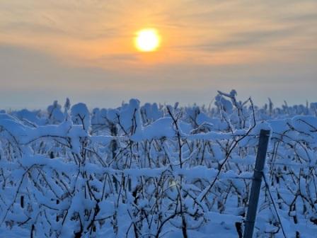 schneebedeckte Reben im Licht
