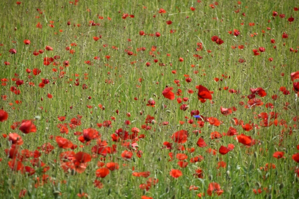 Bundesgartenschau_Mannheim