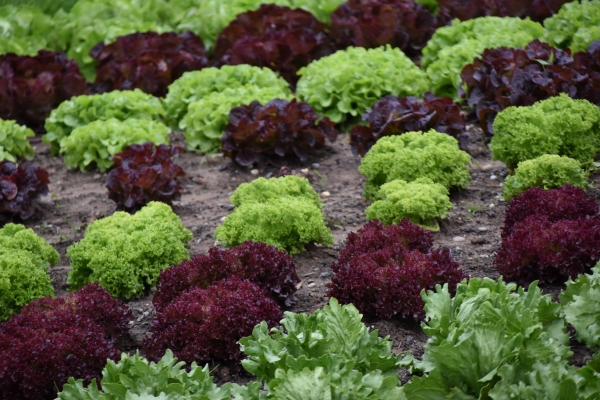 Bundesgartenschau_Mannheim