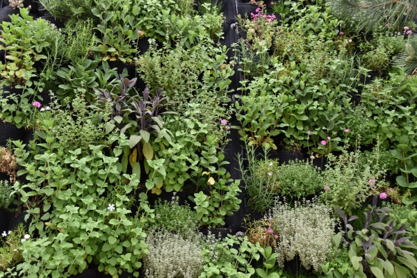 Bundesgartenschau_Mannheim
