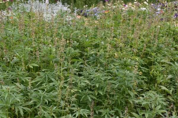 Bundesgartenschau_Mannheim