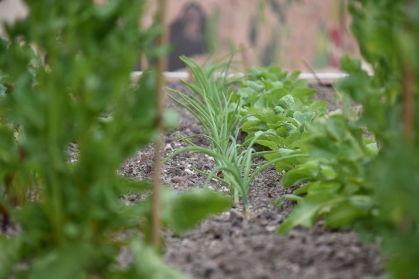 Bundesgartenschau_Mannheim