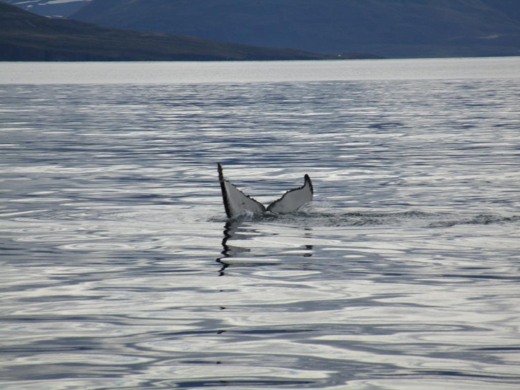 Whale_Watching