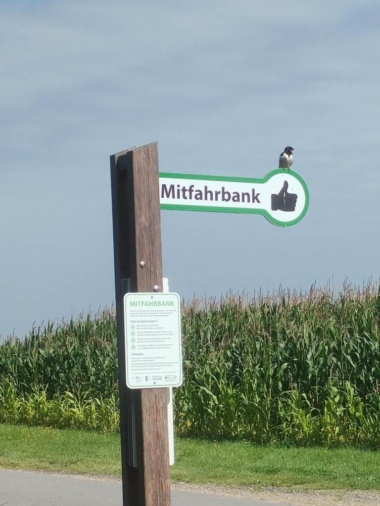 Schwalbe_sucht_Mitfahrgelegenheit