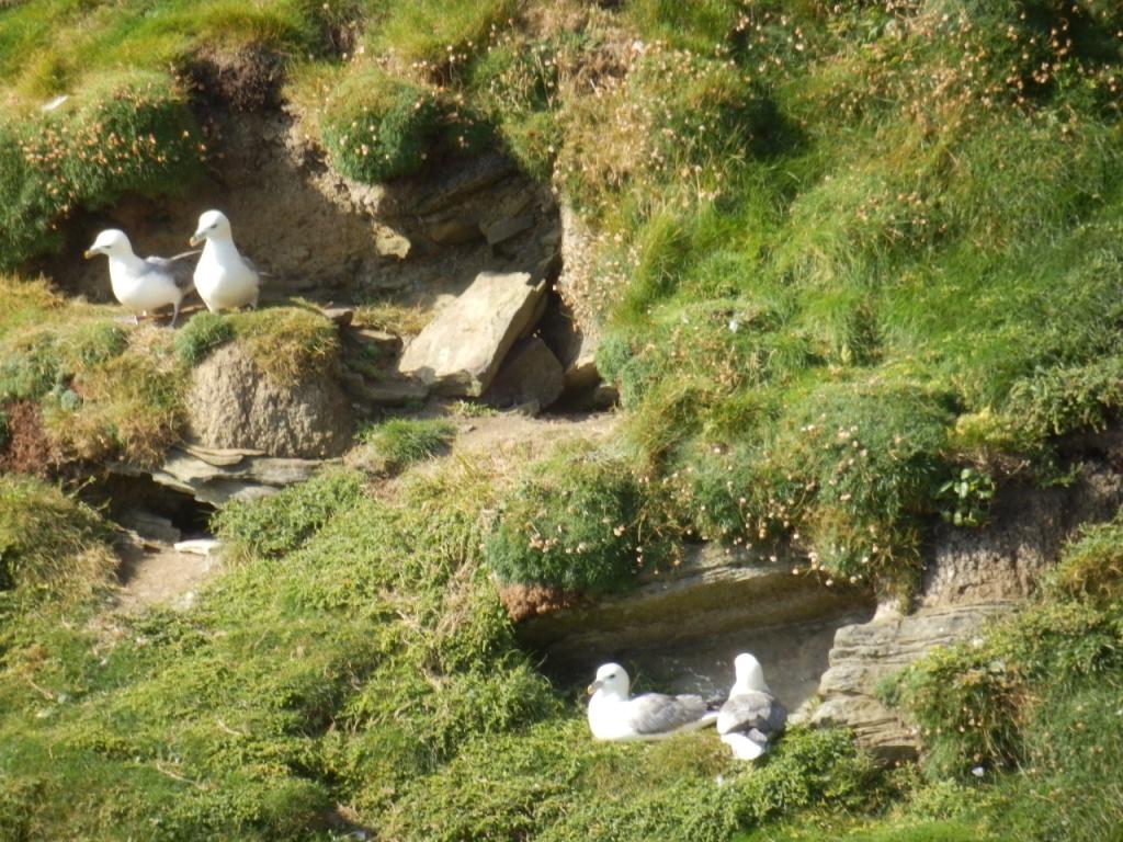 Brough_of_Birsay