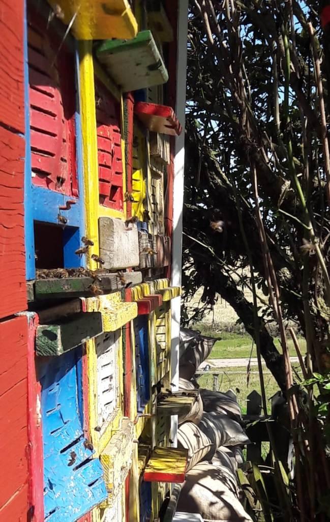 Schwarze_Bienen_auf_Hallig_Süderog