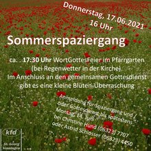 Feld mit Mohnblumen und Kamille